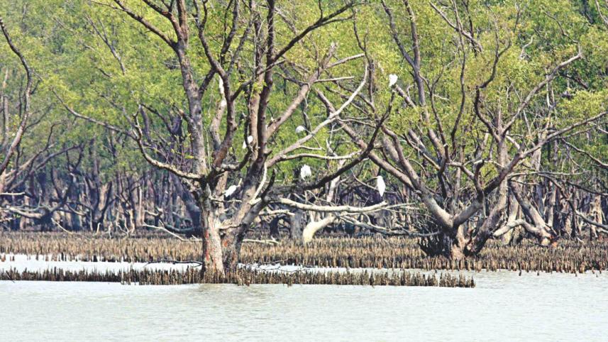 sundarban.jpg