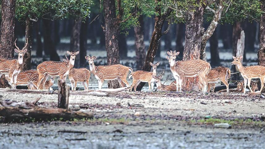 Sundarban Wildlife.jpg