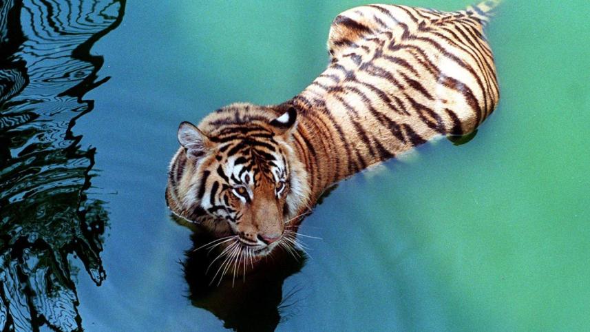 Sundarbans Tiger