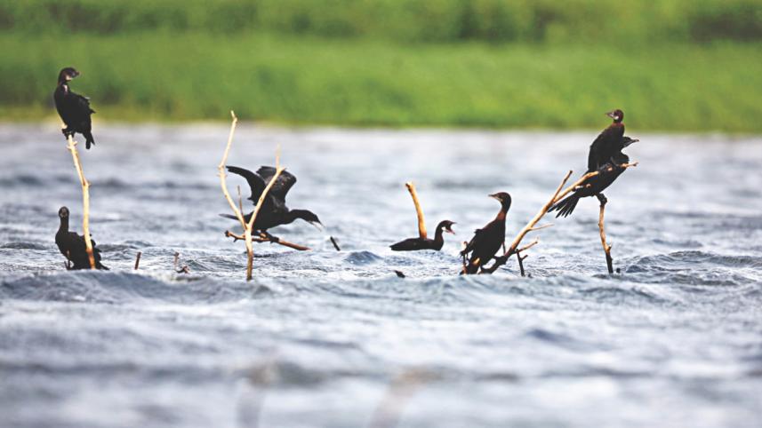 Tanguar Haor