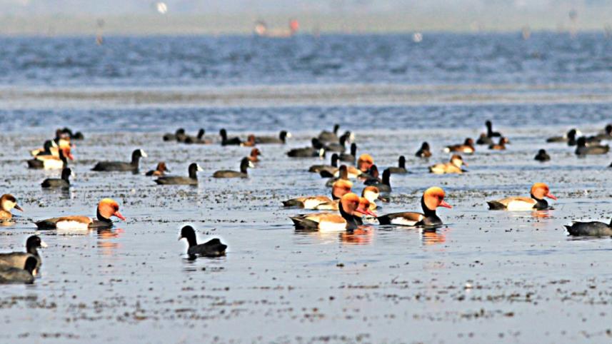 tanguar haor.jpg