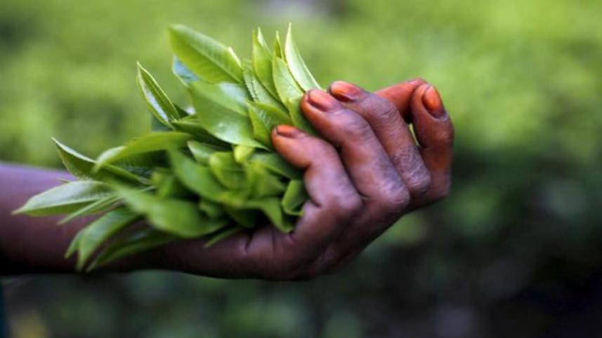 Tea-Tree-Reuters.jpg