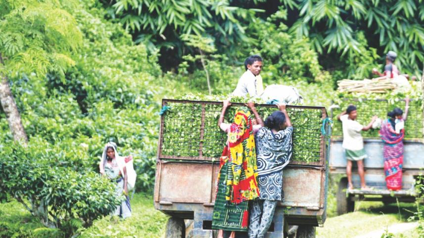 Tea garden worker