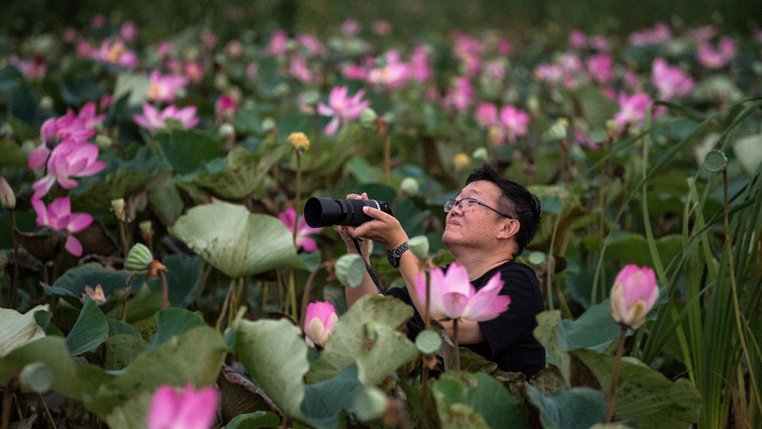 Thai-lotuses.jpg