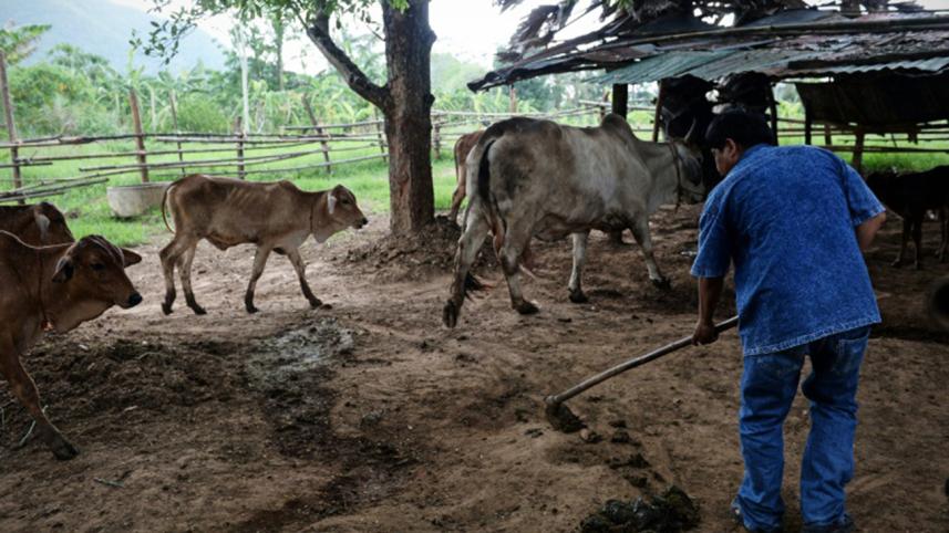 Thai village,using poop,generate power,renewable energy,green technology,environment friendly,energy crusaders,afp