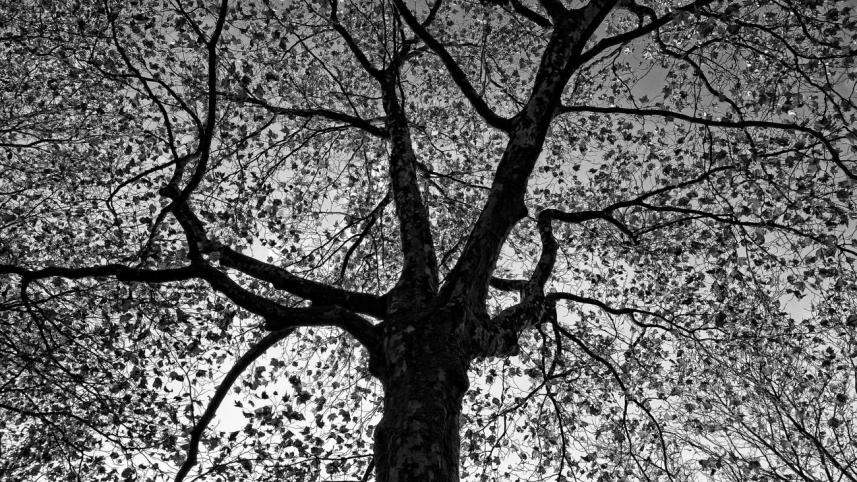 The Tree
