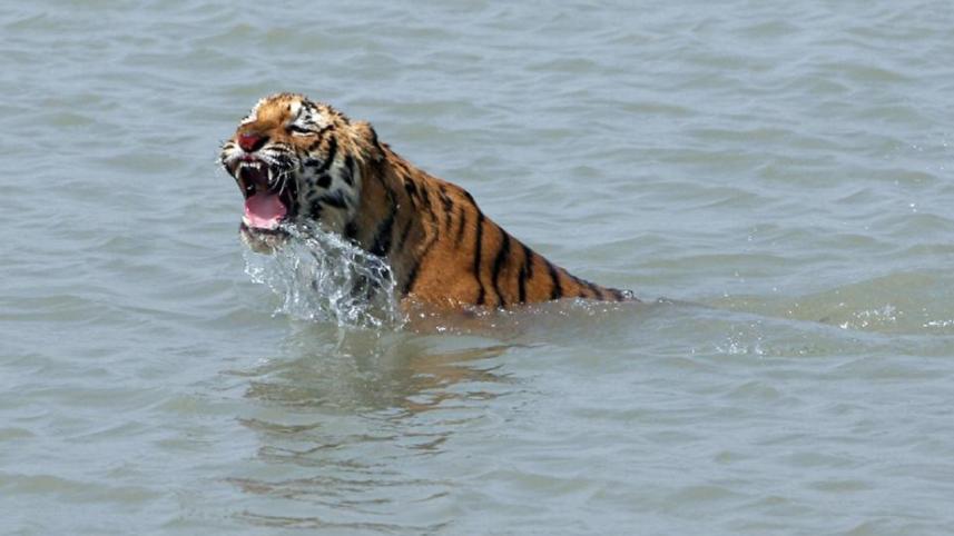Tiger--1WB.jpg