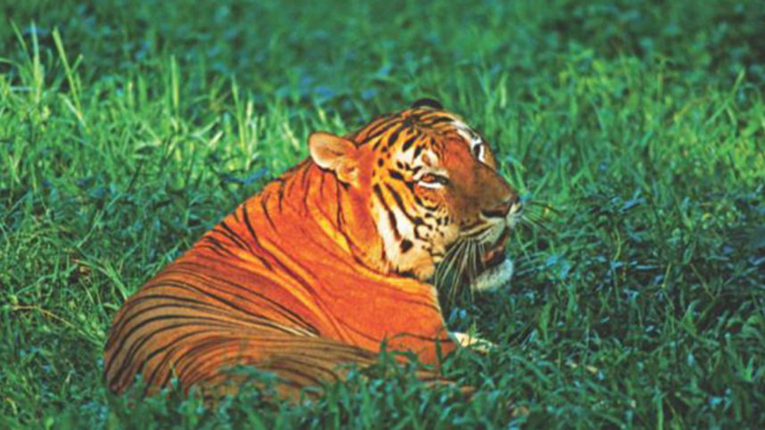 Tiger-2.jpg