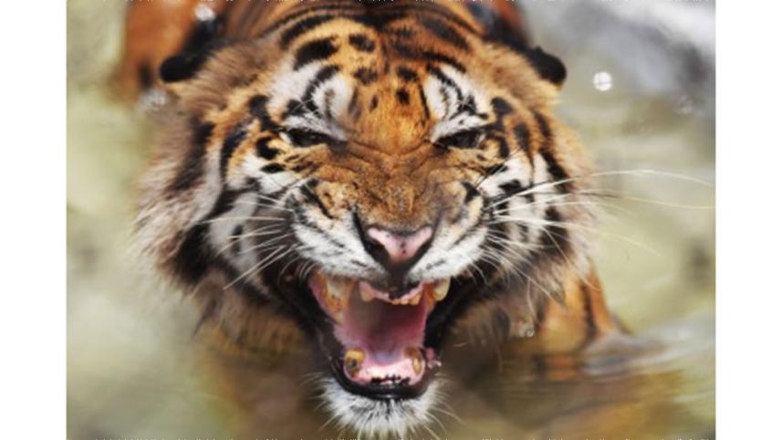 tiger.jpg