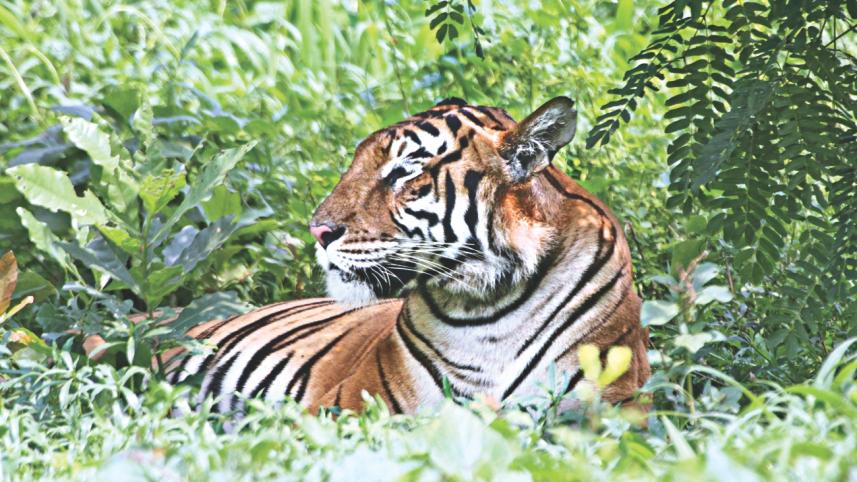 Tiger.jpg
