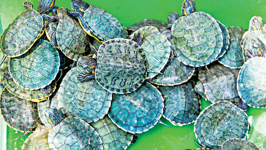 Tortoies.jpg
