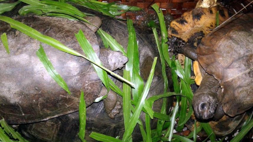 tortoises.jpg