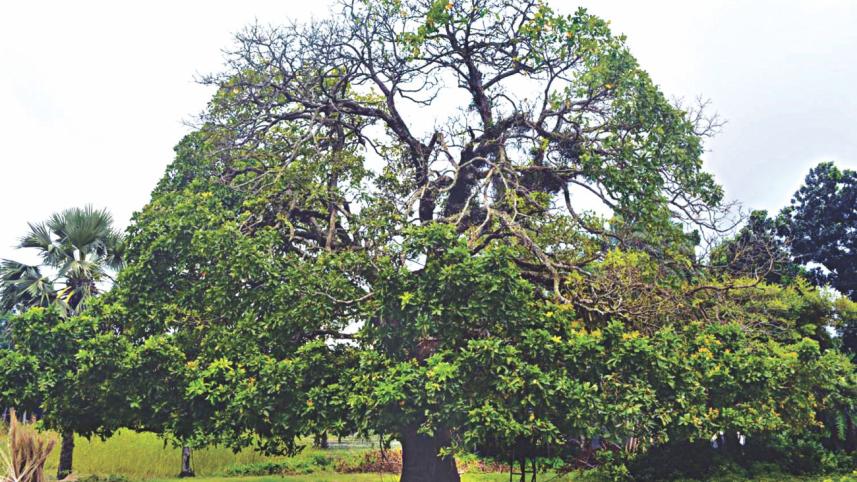 tree.jpg