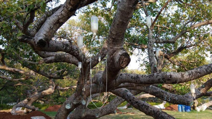 tree.jpg