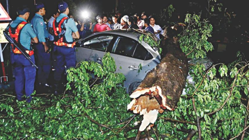 tree fall.jpg