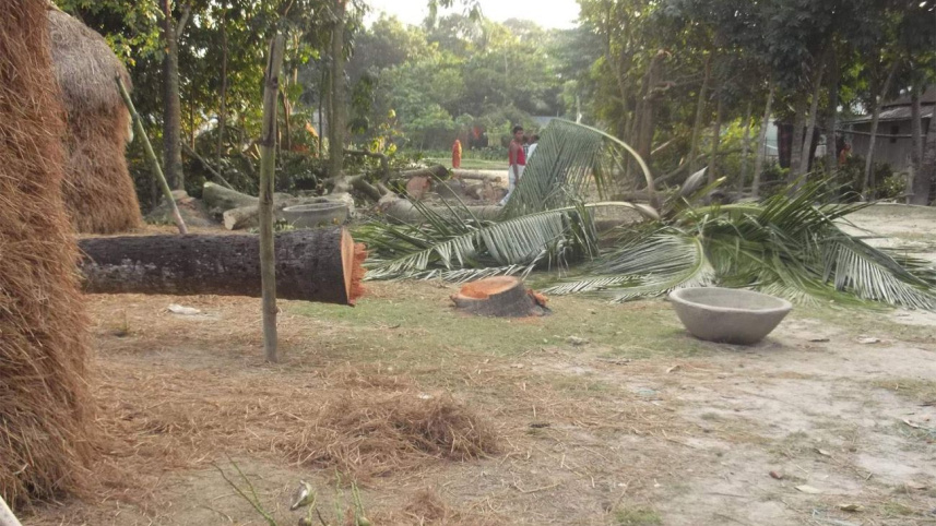 tree felled.jpg