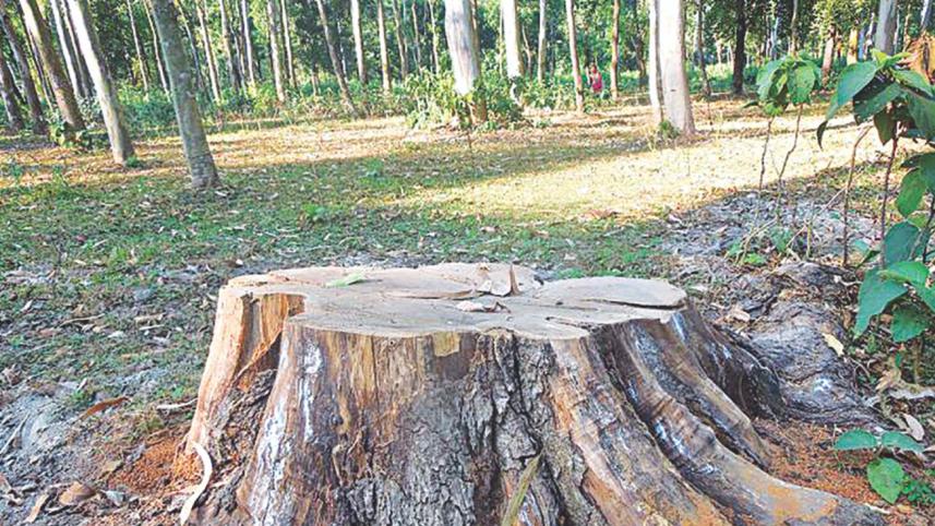 trunk.jpg