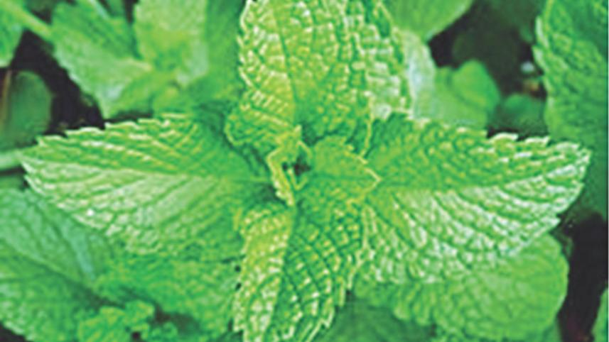 Tulsi