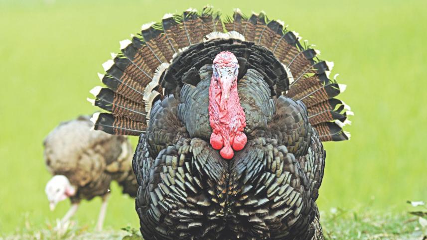 Turkey