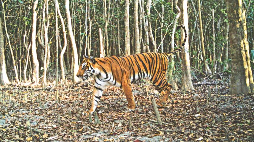 Tiger