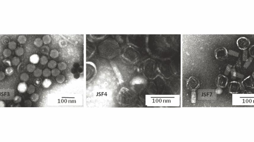 Vibrio cholerae