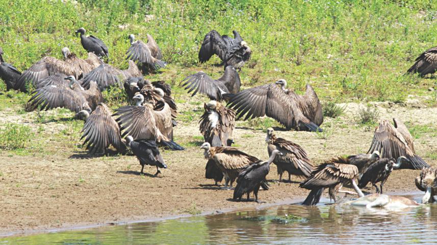 vultures.jpg