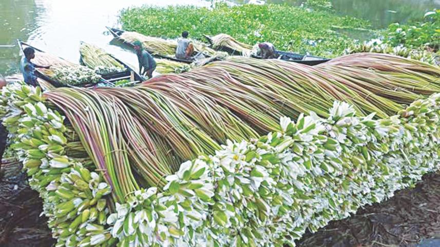 Water lilies.jpg