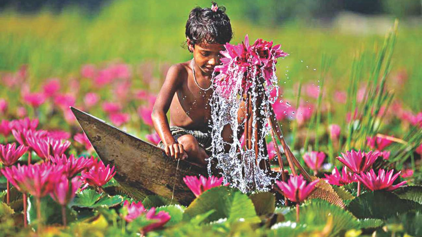 Water lily