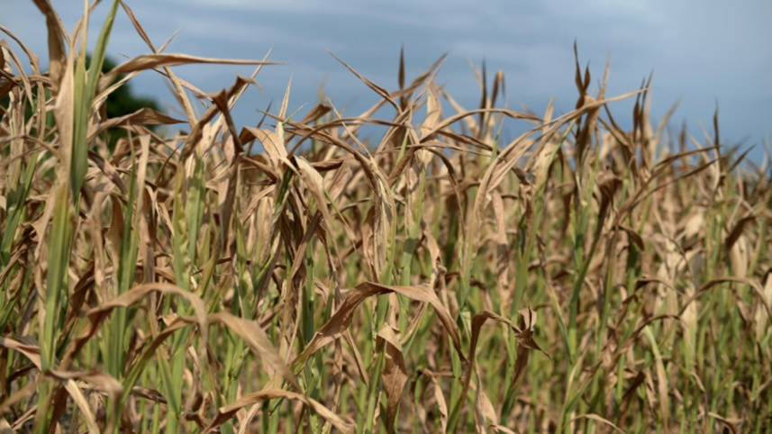 Wheat-wb.jpg