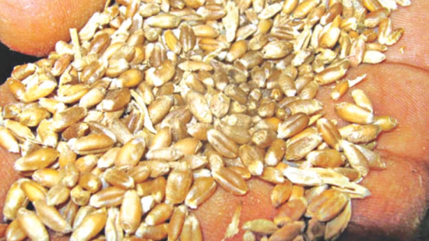 wheat.jpg