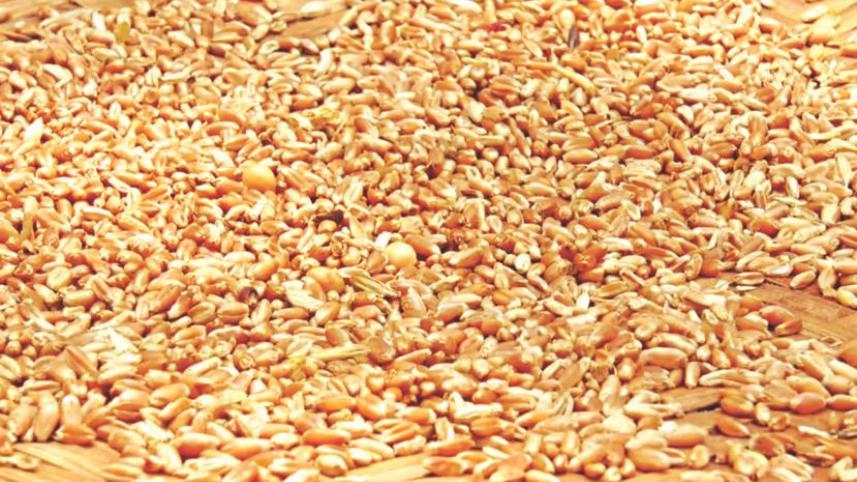 wheat_5.jpg