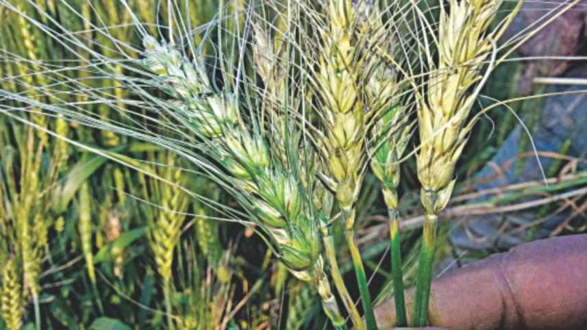 wheat.jpg