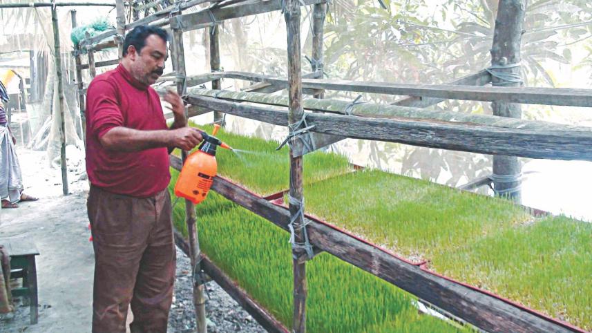 Wheat grass enlisted.jpg