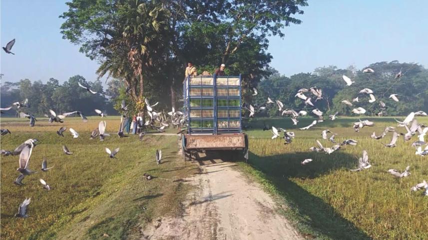 pigeons