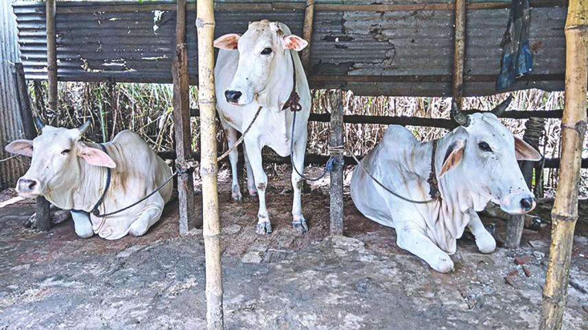 white cow.jpg