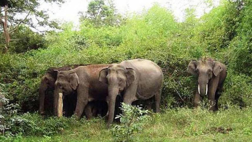 wild-elephant wb.jpg