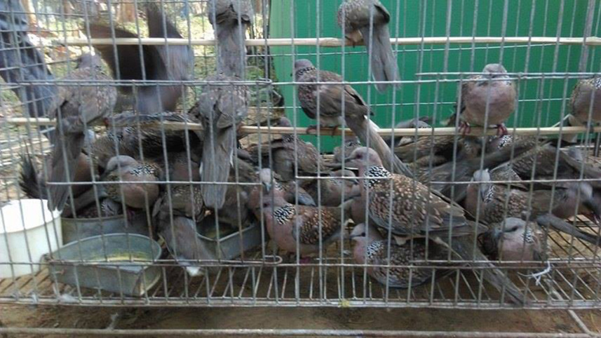 Wild birds.jpg