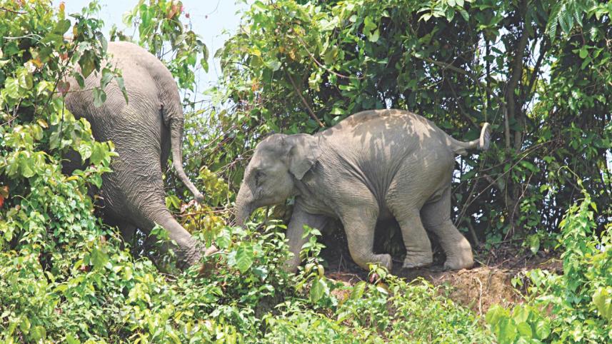 Wild elephants in danger