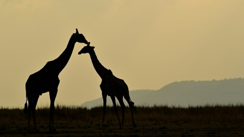 Wild Giraffe.jpg