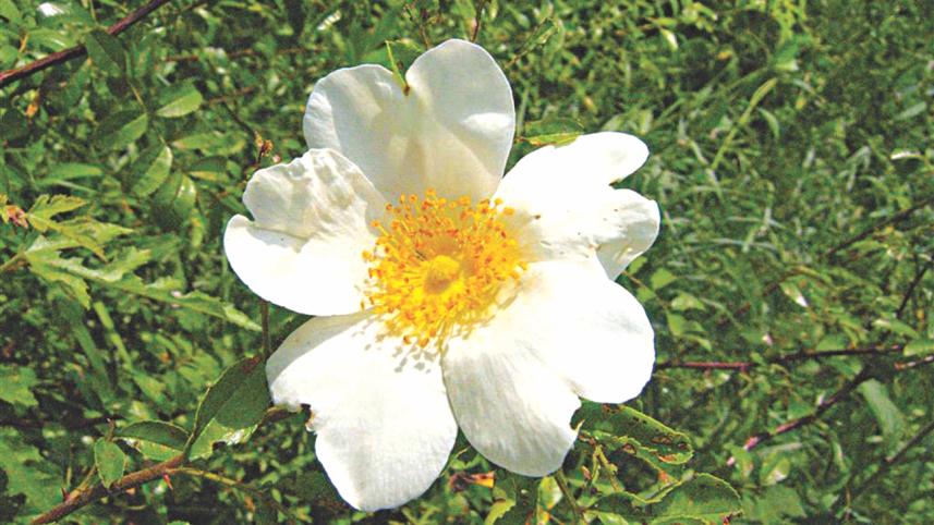 Wild Rose