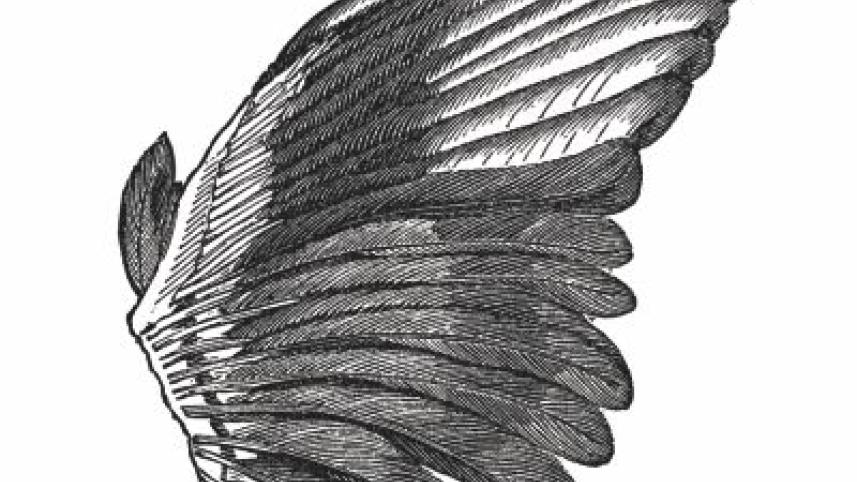 wings.jpg