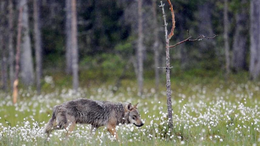 wolf.jpg
