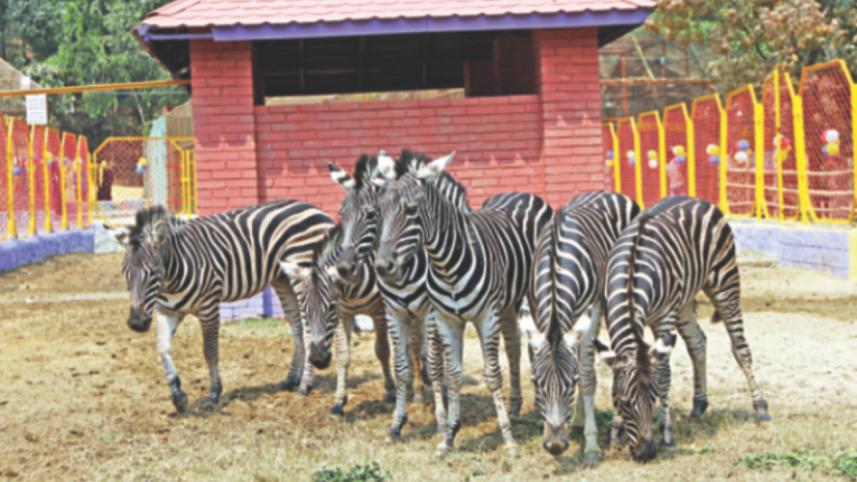 Zebra.jpg
