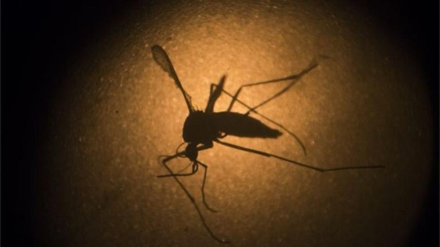 Zika-mosquito-web.jpg