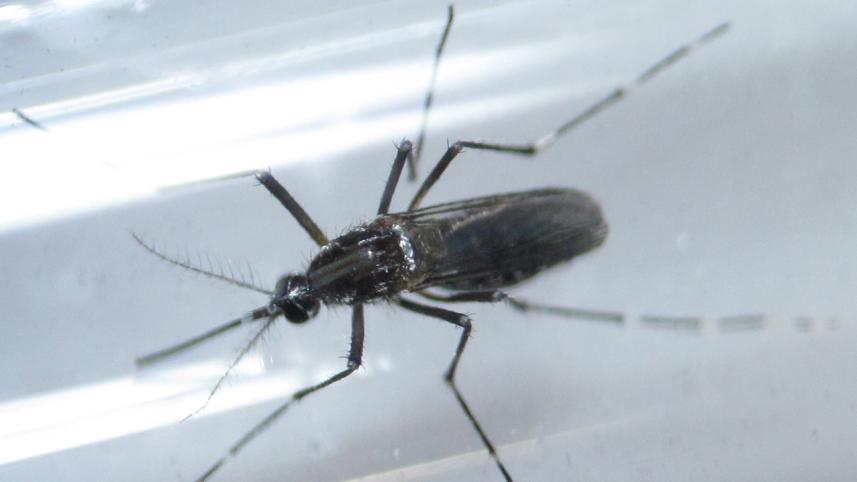 Zika virus, aedes aegypti