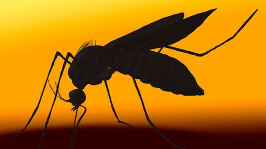 Zika vaccine, US scientists, Zika outbreak, Zika virus, molecular virology, University of Nottingham, University of Westminster, Dr Ed Wright,