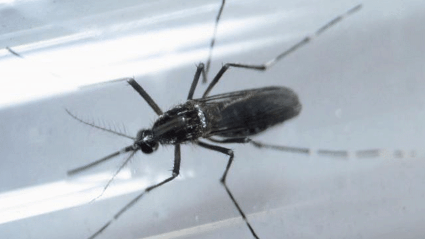 Zika-wb.gif