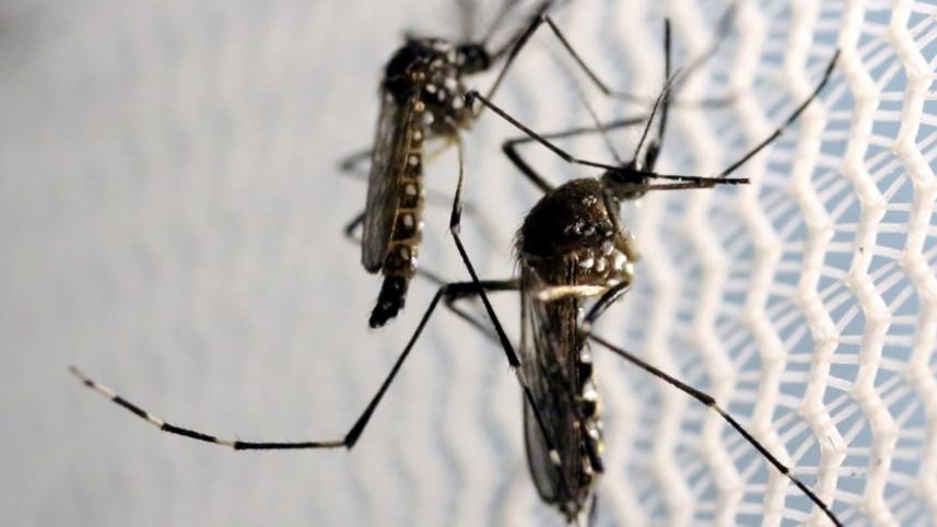 Zika_mosquito.JPG