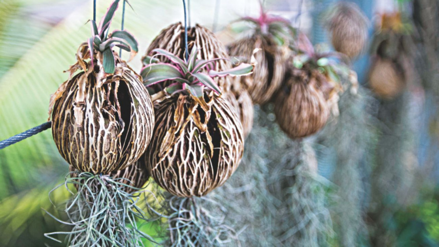 Hanging gardens 