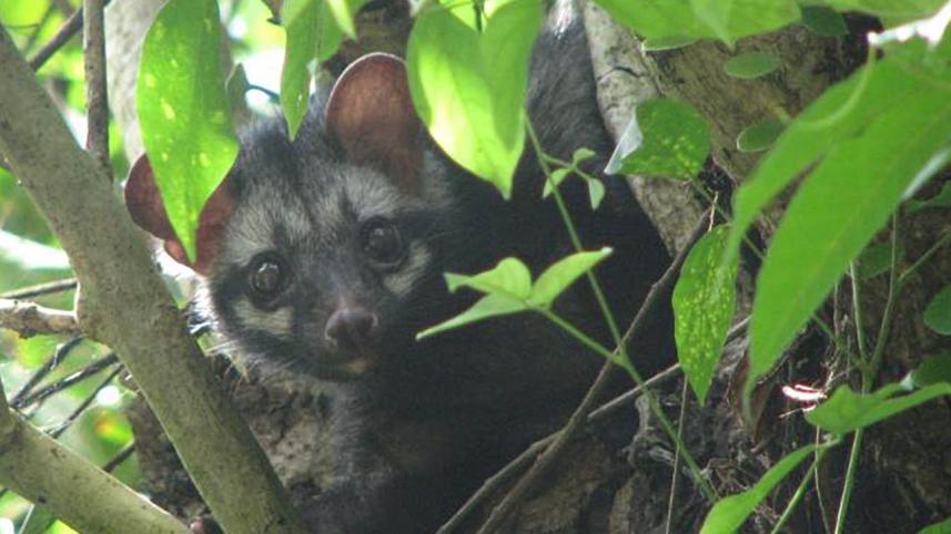 animal-web.jpg